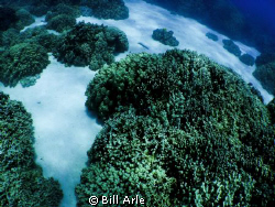 Big Island, HI.  Olympus SP-350 and Inon Wide Angle lens. by Bill Arle 